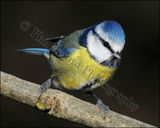 Blue Tit 0386