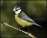 Blue Tit 1545