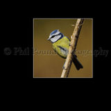 Blue Tit 7940