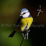 Blue tit 8040