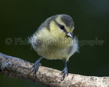 Blue Tit 8641