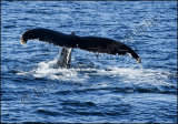 Boomerang the Humpback Whale 0010