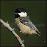 Coal Tit 0884