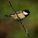 Coal Tit 8002
