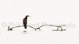 Perched Cormorant 1049