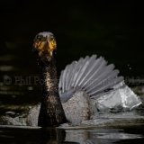 Cormorant 1797