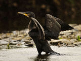 Cormorant 2752