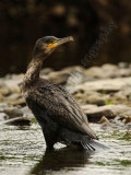 Cormorant 2755