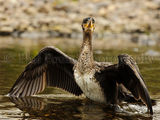 Cormorant 2865