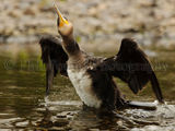 Cormorant 2872