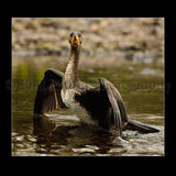 Cormorant 2884