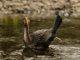 Cormorant 2942