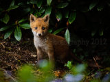 Fox Cub 2453
