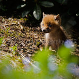 Fox Cub 3456