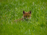 Fox Cub 6488