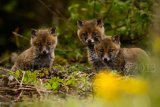 Cubs 2433