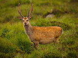 Sika Deer 0813