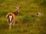 Sika Deer 0830