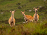 Sika Deer 1175