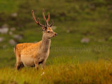 Sika Deer 1194