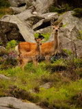 Sika Deer 1372