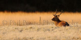 Deer 1465
