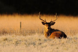 Deer 1491