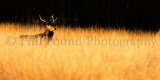 Deer 1759
