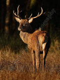 Deer 2579