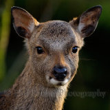 Deer 2949