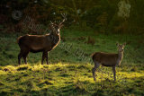 Deer 3196