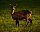 Red Deer 3608