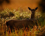 Red Deer 3739