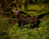 Sika Deer 4042