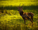 Young Stag 5554