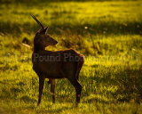 Young Stag 5566