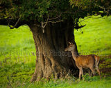 Deer 5795