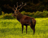 Stag 5940