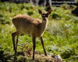 Deer 7440