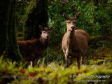 Deer 9323