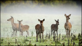 Deer in the mist 8923