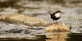 Dipper 0876