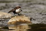 Dipper 0901