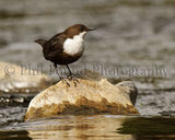 Dipper 0903