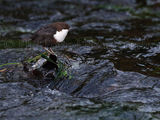 Dipper 1213