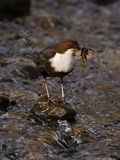 Dipper 1982