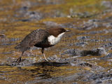 Dipper 2051