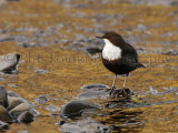 Dipper 2100