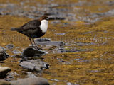 Dipper 2115