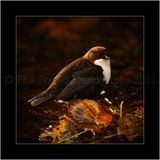 Dipper 5155